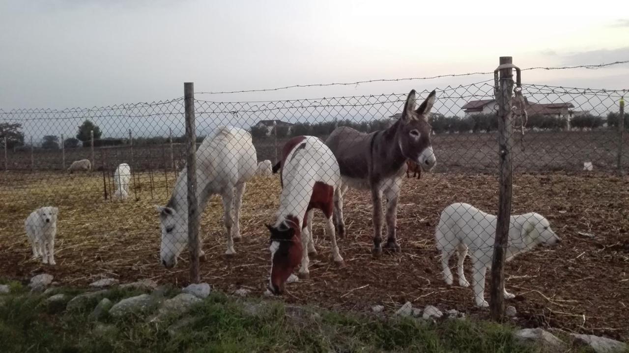 Agriturismo La Vecchia Cascina Di Paolo & Belinda Villa Pietrelcina Kültér fotó